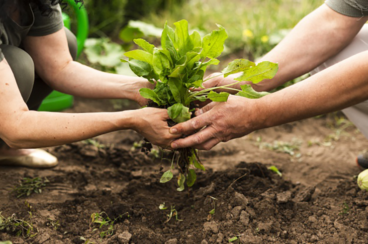 Agriculture