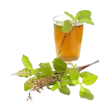 Tulsi Extract