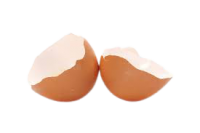 Egg Shells