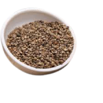 Vegetable Seeds