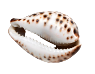 Cowrie Shells