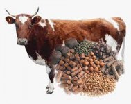 Cattle Feed