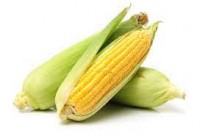 Maize